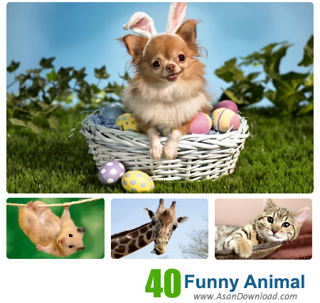 دانلود والپیپر با موضوع عکس های خنده دار حیوانات - Funny Animal Wallpapers Part 2
