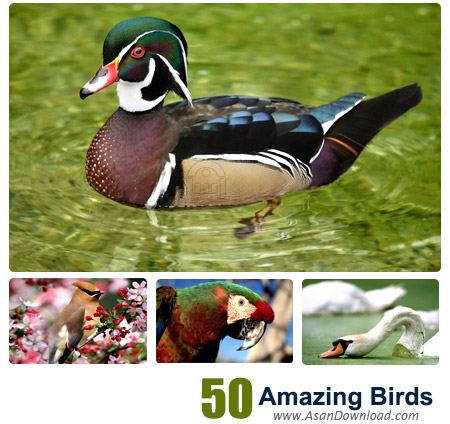 دانلود والپیپرهای پرندگان شگفت انگیز - Amazing Birds Wallpapers 50 Part 1