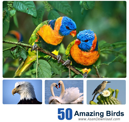 دانلود والپیپرهای پرندگان شگفت انگیز - Amazing Birds Wallpapers 50 Part 2