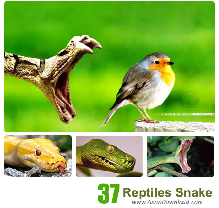 دانلود والپیپر با موضوع خزندگان مار - Reptiles Snake Wallpapers 37