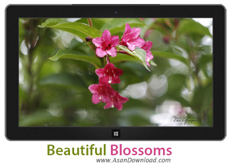 دانلود Beautiful Blossoms - پوسته ی زیبا برای ویندوز 7 ، 8 و 8.1