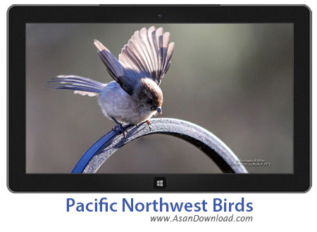 دانلود Pacific Northwest Birds - پوسته پرندگان زیبا برای ویندوز 7 ، 8 و 8.1